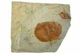 Two Fossil Leaves (Zizyphoides & Cinnamomum) - Montana #262335-2